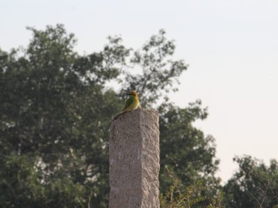 Bird_1