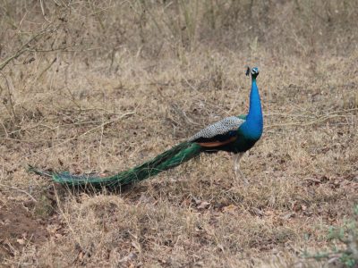 Birding_1